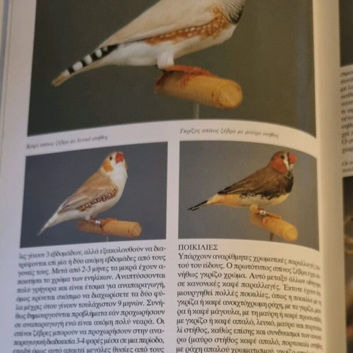 Illustrated bird book like new