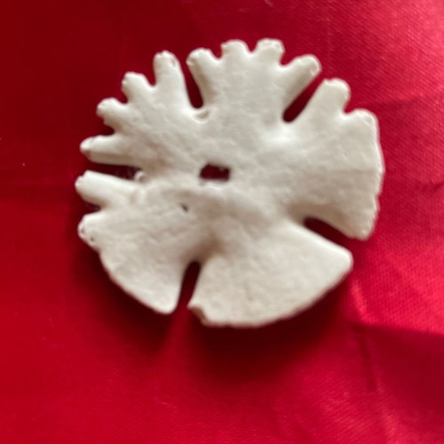 Silver Dollar shell new from Africa