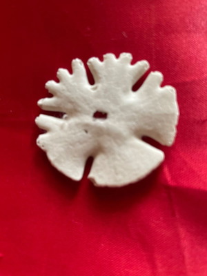 Silver Dollar shell new from Africa