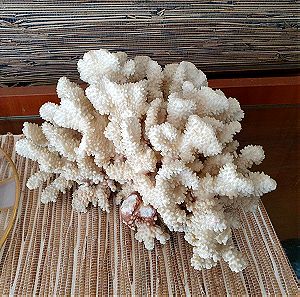 Μεγαλο φυσικο κοραλλι 5.1kg