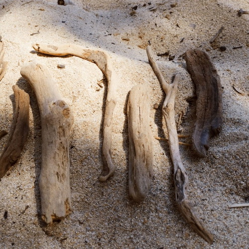 Driftwood pieces for decoration and crafts