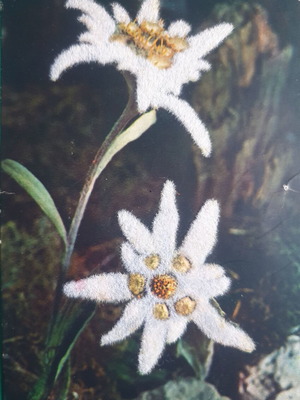 Christmas greeting card used with fuzzy daisies