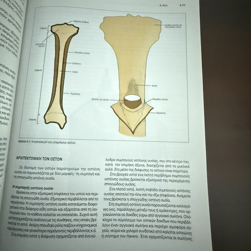 Anatomy of Man Volumes I and II by Panagiotis Baltopoulos