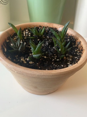 Haworthia παχύφυτα σε κεραμική γλάστρα, σετ 6