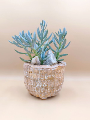 Сукулент Senecio serpens в ръчно изработен саксия