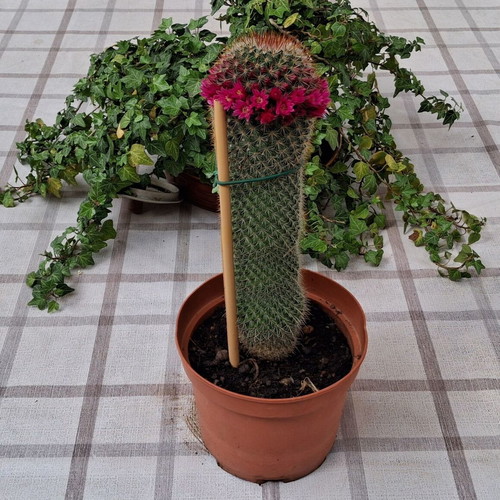 Cactus No.14 used, height 25 cm
