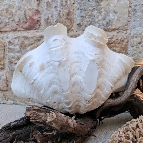 Κοχύλι Γιγάντια Αχιβάδα Σαν Καινούργιο (Tridacna Squamosa)