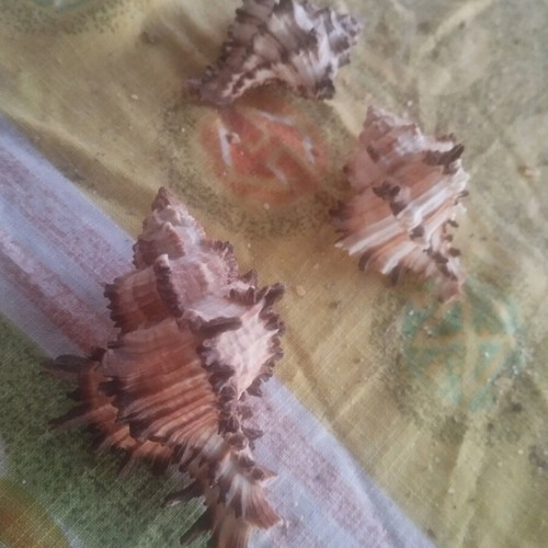 Seashells used, over 100, with seahorse and starfish