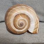 Tonna Galea seashell new