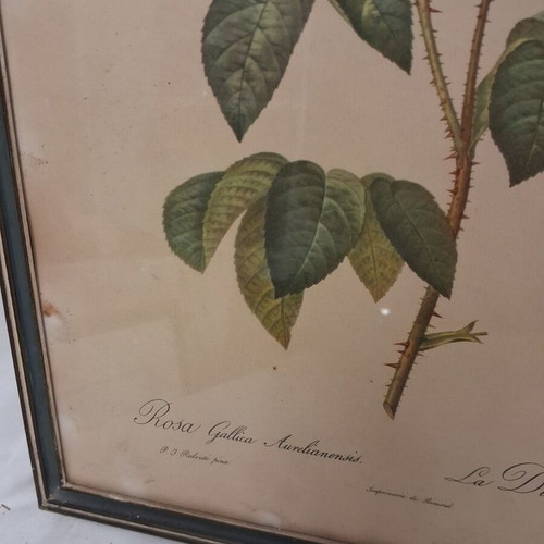 Pair of old botanical engravings Redouté Les Roses used, 31x41 cm