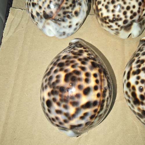 Tiger Cowrie Shells set of 5 like new