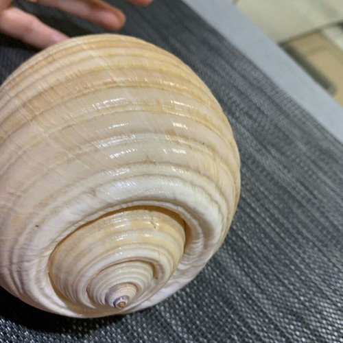 Large natural seashell, vintage coastal decor