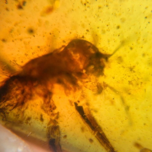 Amber from Myanmar with insect inclusion, new, fossilized