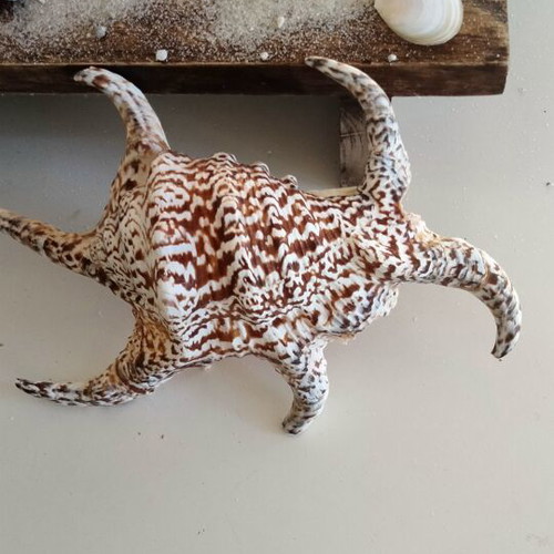 Harpago Chiragra Seashell New, Collectible Spider Conch Lambis Chiragra
