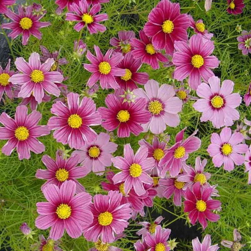 Cosmos Bipinnatus flower seeds, mix of colors, pack of 25