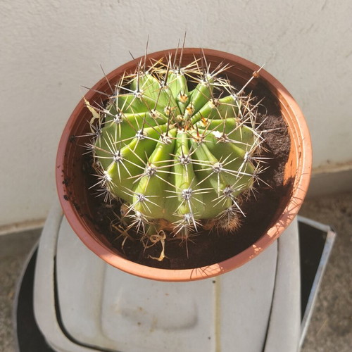 Echinopsis cactus large, like new, in plastic pot