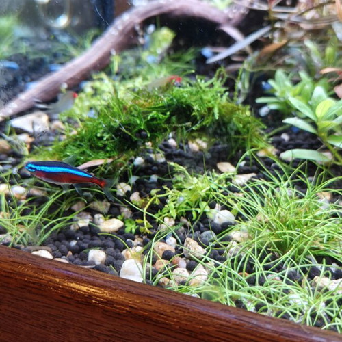 Christmas Moss aquarium plant on wood, new, 8 cm