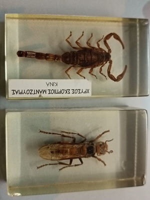 Set of 2 collectible insects in liquid glass like new