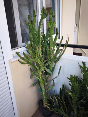 Opuntia Monacantha Variegata cactus like new, impressive height 160cm and 100cm