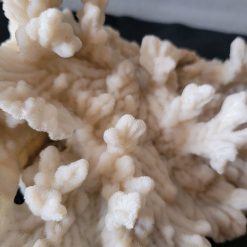 White coral like new