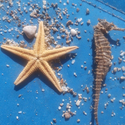 Seashells used, over 100, with seahorse and starfish