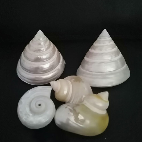 Polished seashells with iridescent pearl surface