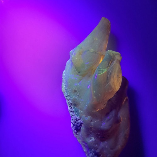 Baltic amber with insects, new, 51.48 g, millions of years old