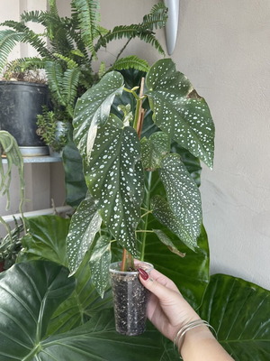 Begonia Tamaya easy care, low light, new