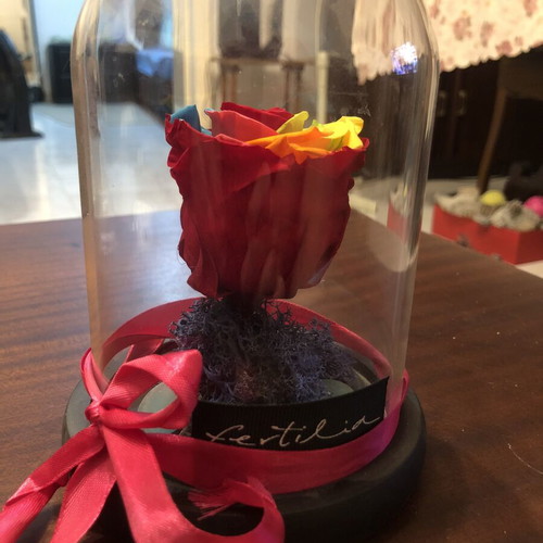 Forever Rose rainbow in glass dome with wooden base