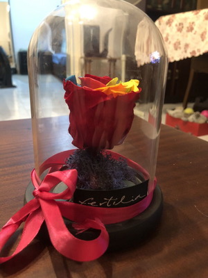 Forever Rose rainbow in glass dome with wooden base