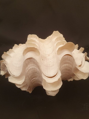 Shell used 18 x 12 x 8cm each piece