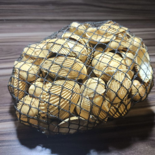 Large natural decorative seashells set with net
