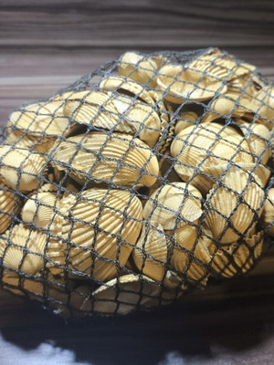 Large natural decorative seashells set with net