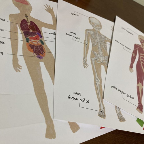 Montessori The Human Body educational puzzle used
