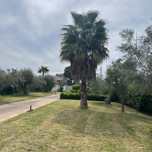 Washingtonia palms like new, 12-13 meters and 10-11 meters