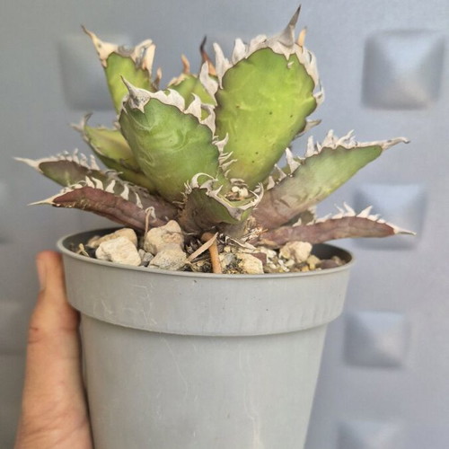 Agave Titanota Red Catweazle new