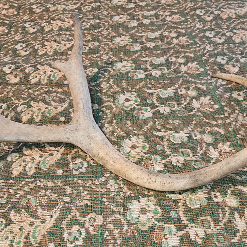 Northern deer antler like new, size as shown