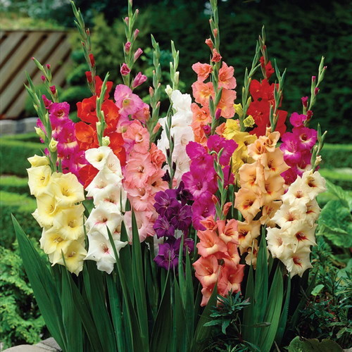 Gladiolus flower seeds, multicolor mix, 20 pieces
