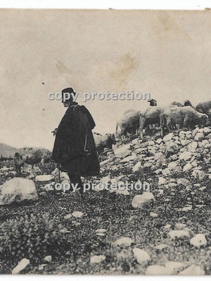 Black and white postcard used with Greek shepherd and flock from 1910s