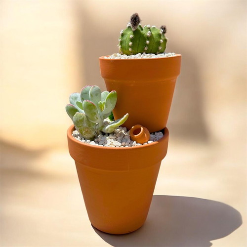 Handmade succulent arrangement with Cotyledon orbiculata and Echinopsis Subdenudata