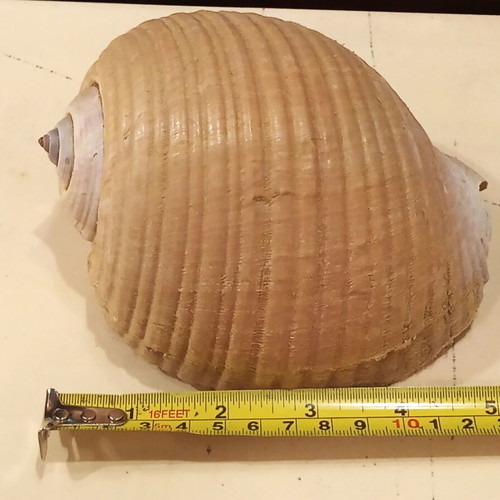 Tonna Galea shells or Bouhona, pack of 3, excellent condition