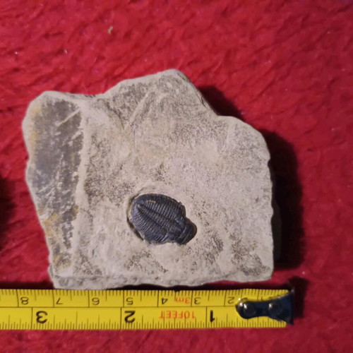 Authentic Elrathia Trilobite fossil used