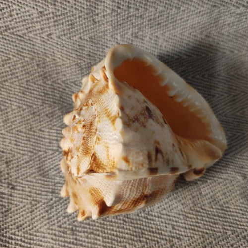 Cypraecassis Rufa shell like new, 10x9x9 cm