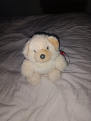 Lutino teddy bear like new