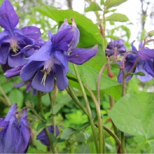 20 Aquilegia Vulgaris columbine flower seeds, perennial garden plant