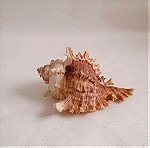  ΚΟΧΥΛΙΑ Marine Sea Decoration 11,5 cm Big Conch Natural Ornaments Shell