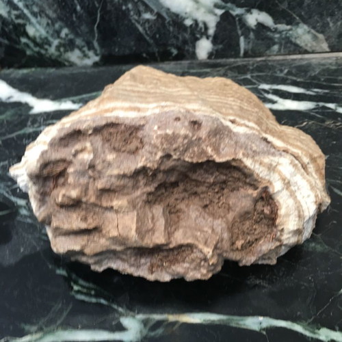 Unknown fossil as seen