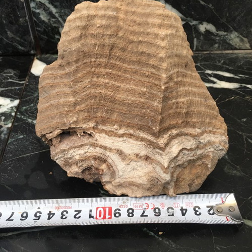Unknown fossil as seen