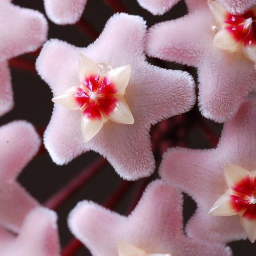 Hoya Carnosa seeds, 25 mix colors, scented climbing plant