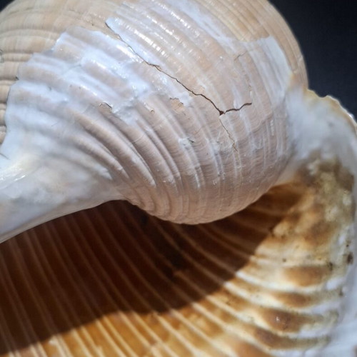 Tonna galea large collectible seashell, 19cm